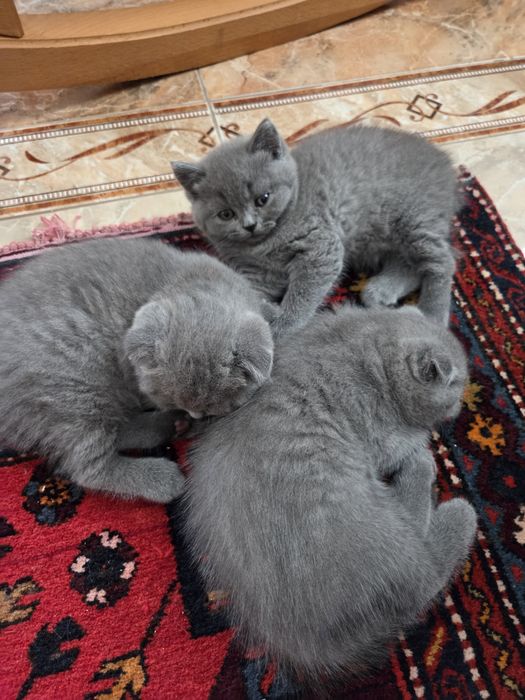 Шотландские котята