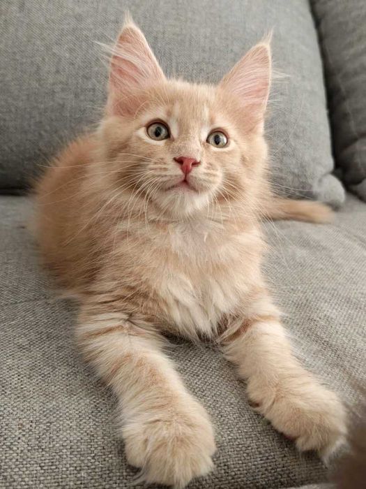 Maine coon koteczka Triana