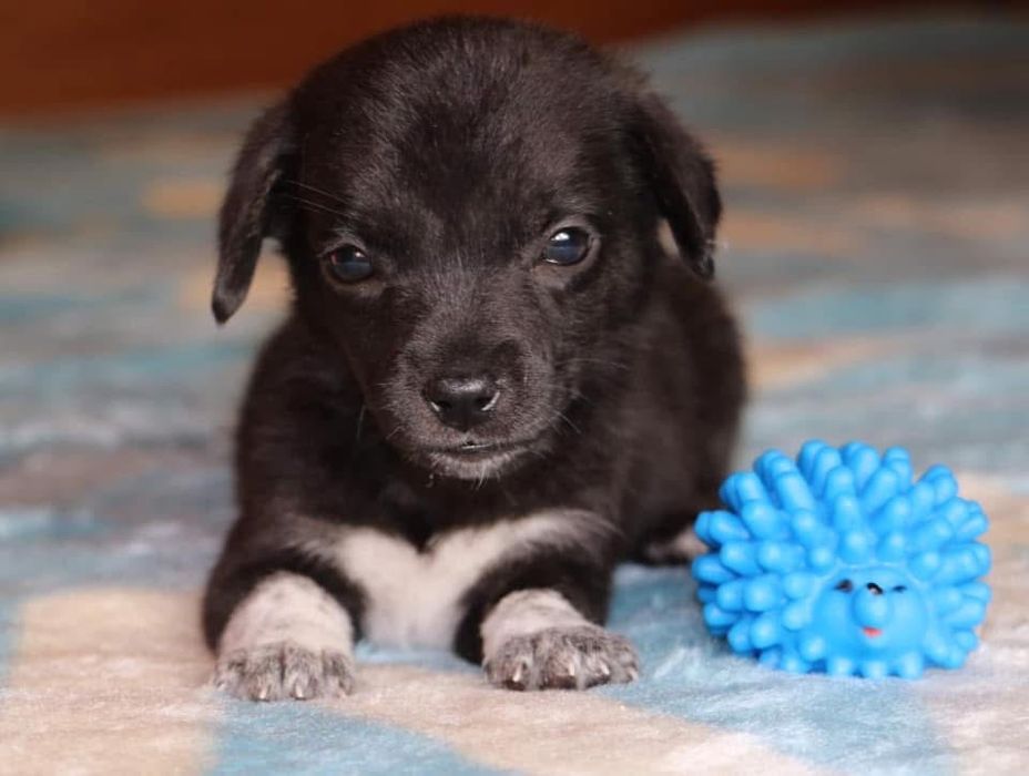 Цуценята безкоштовно