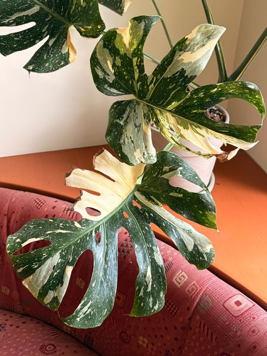 Monstera Thai Constellation duża XL + doniczka z podstawką