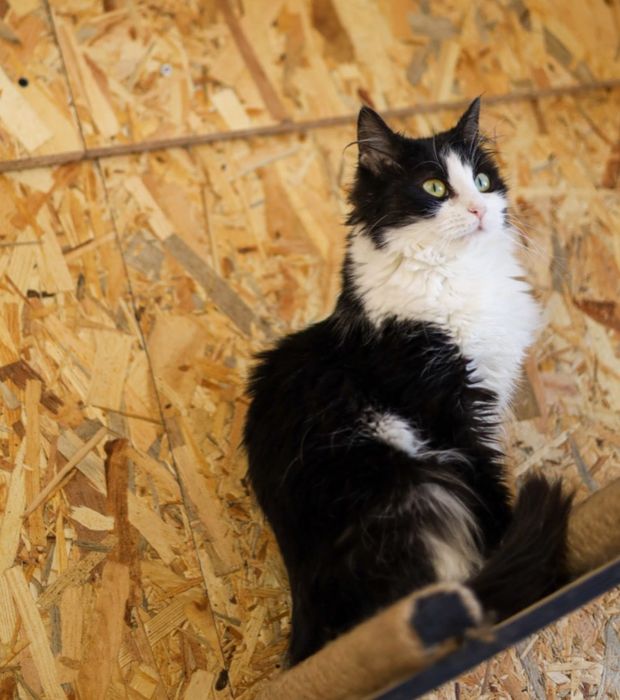 Малышка Ася, кошечка 1,5 года.