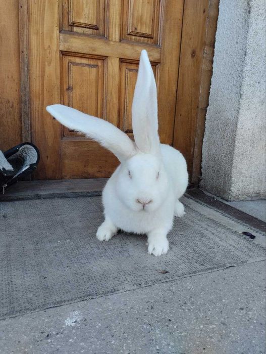 Сірий і білий велетень ,струкач вага батьків 9кг