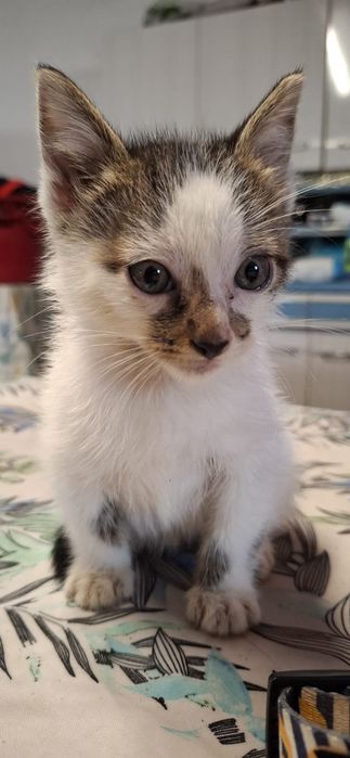 Gatinho macho branco e tigrado