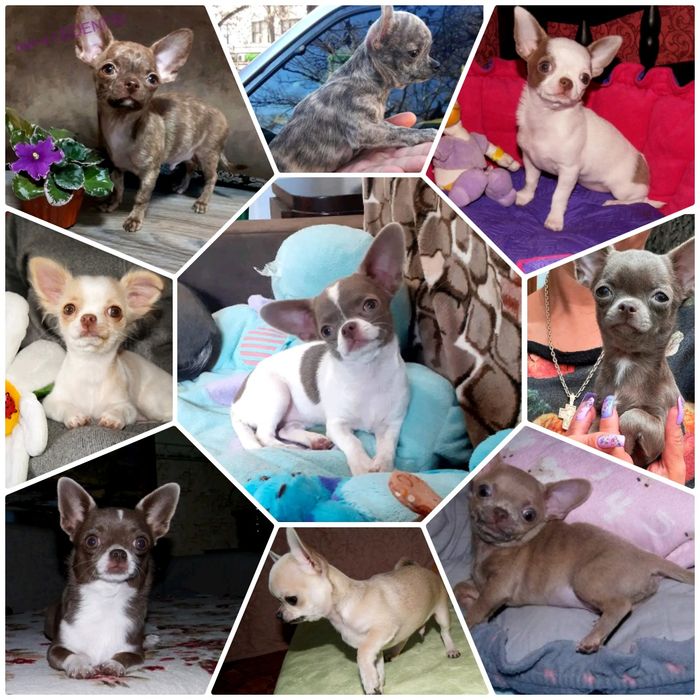 Чихуахуа вязка.За щенка либо по договору