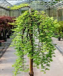 Metasekwoja chińska 'Miss Grace na pniu 70 cm cena 165 zł