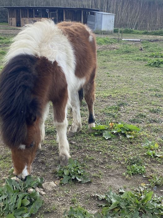 Ponei olho azul ( macho)