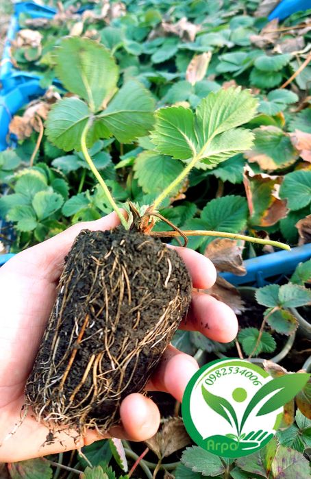 Саджанці - розсада полуниці Вікторія  НСД рем КСД рання середня пізня