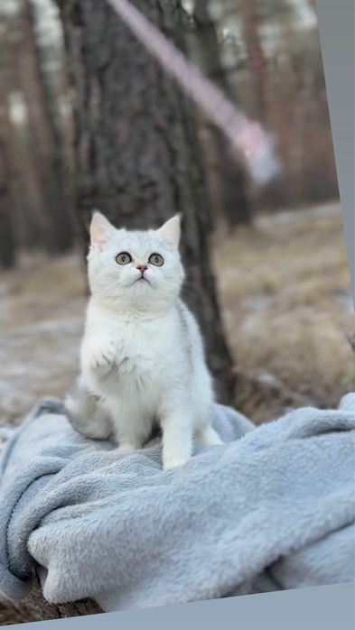 Срібна шиншила страйт прямовуха шотландська