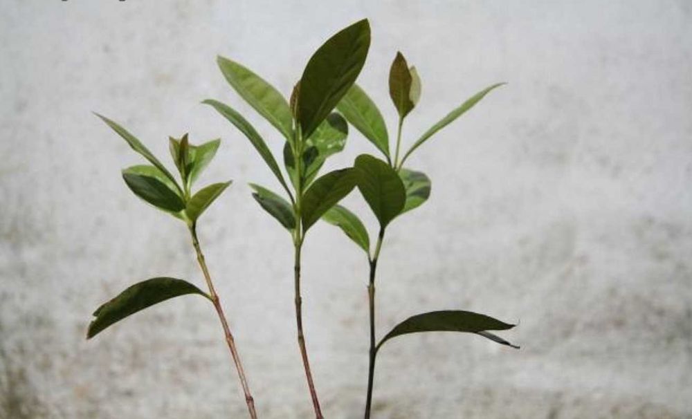 Araçá vermelho árvores