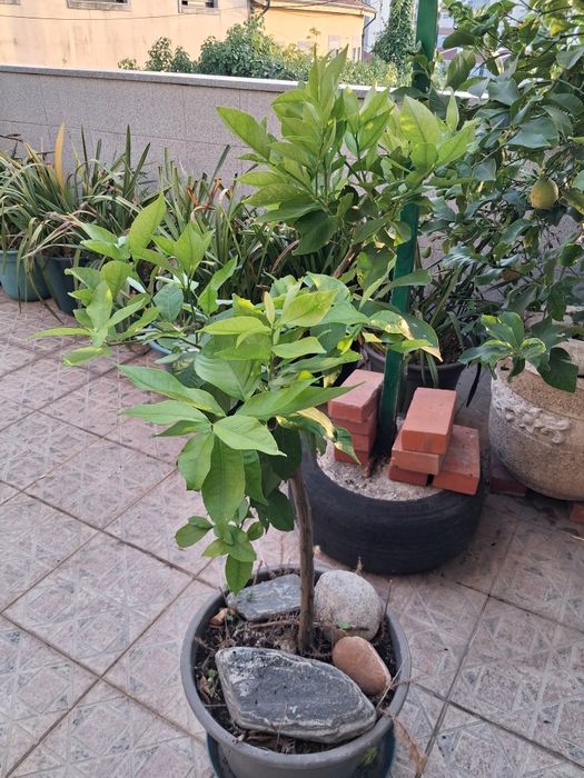 Limoeiro em vaso pronto para ir para Lugar definitivo