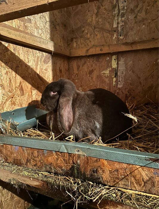 Baran Francski Havana FB samica