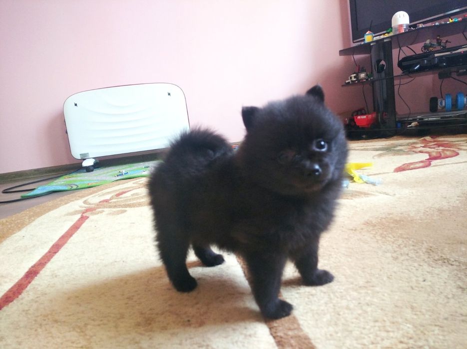 Шпиц Продам малих цуценят