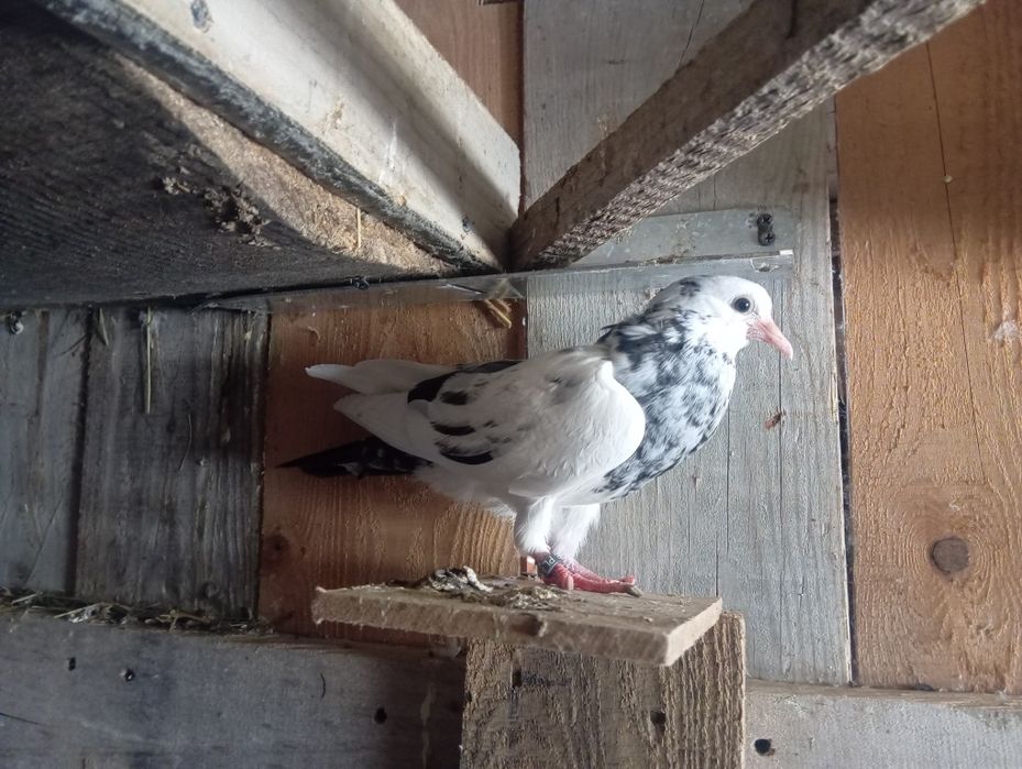 Garłacze stawaki młode