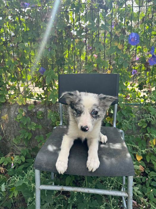 Menina Border Collie Merle Linda