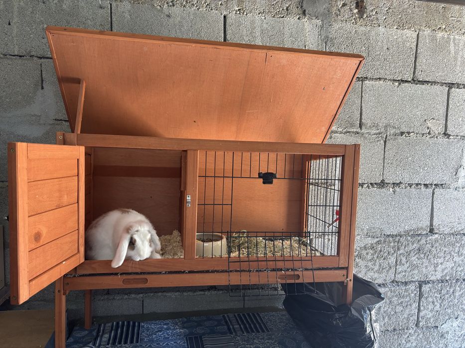 Kit coelho anao mini lop bellier