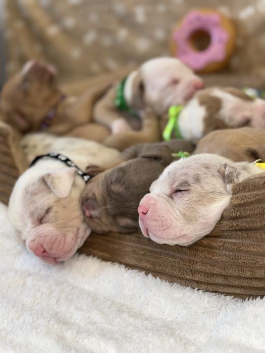 American Bully ABKC rezerwacja