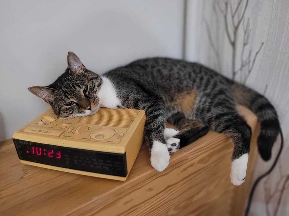 Nunu - kotka z problemami nie może znaleźć domu