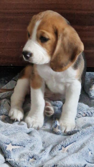 Suczka beagle szczeniak