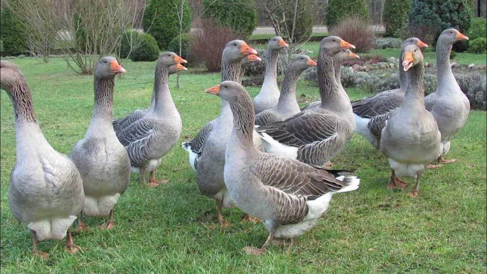 Gęsi Landes sprzedam pilnie !!!