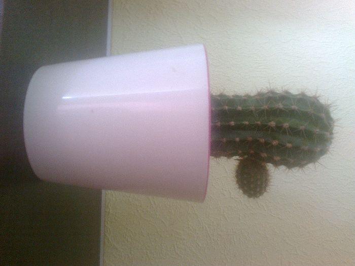 Кактусы новых горшках