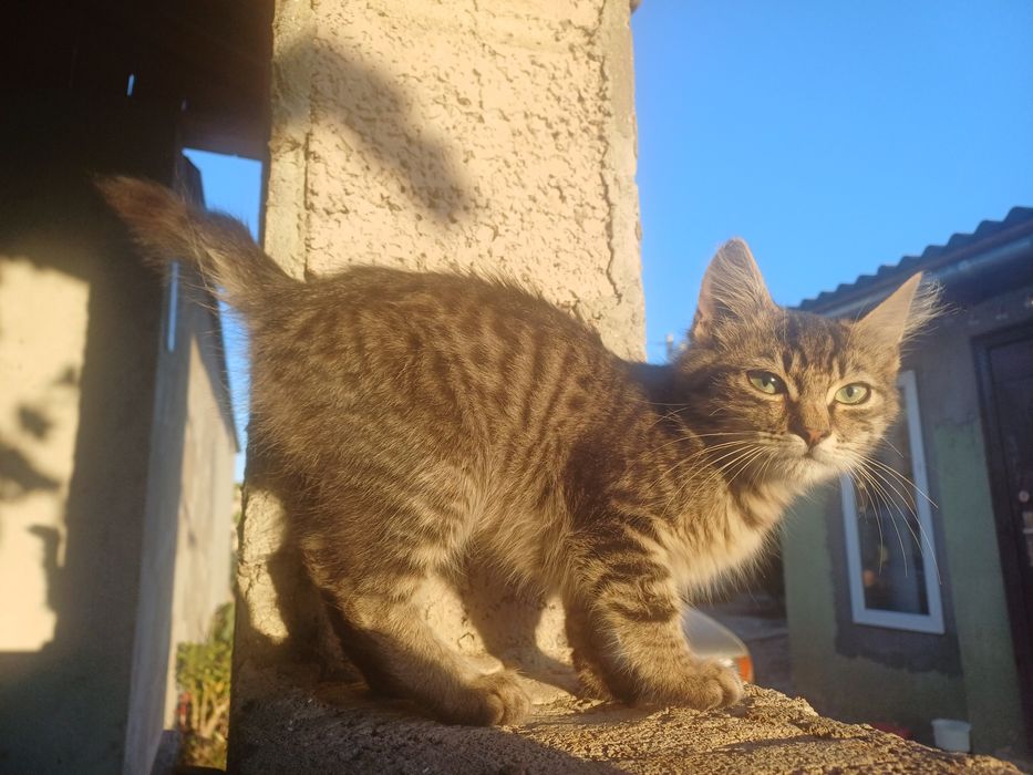 Котята бесплатно. Помогите найти дом для котят