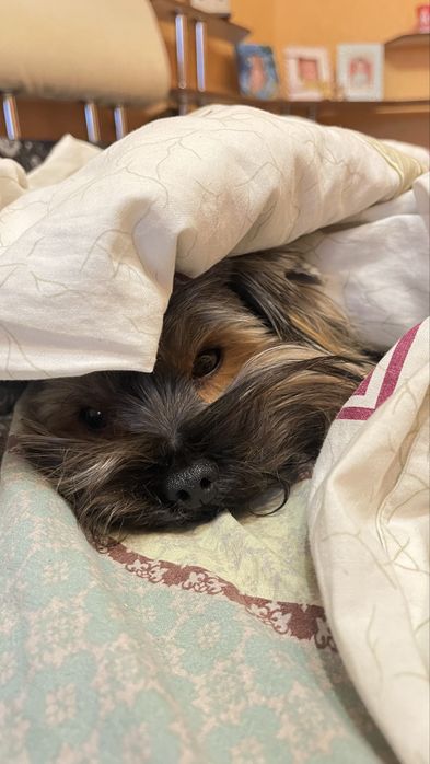 В’язка Йорк  запрошує