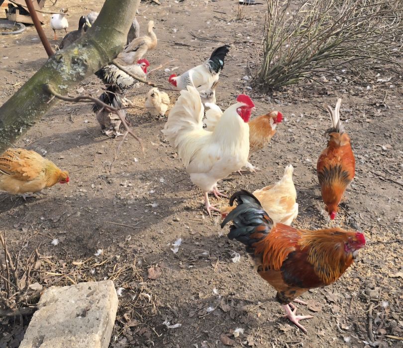 Koguty ozdobne z własnych lęgów