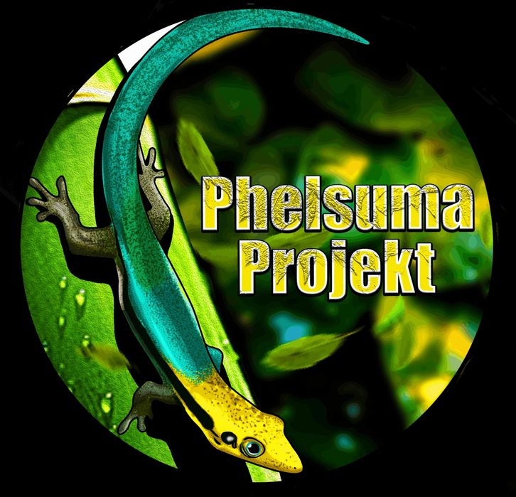 Lygodactylus kimhowelli gekon dzienny jaszczurka
