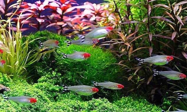 Zwinnik czerwonousty - Hemigrammus rhodostomus - dowóz, wysyłka