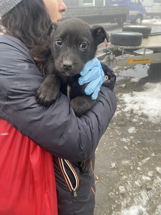 Хлопчик в надійну родину