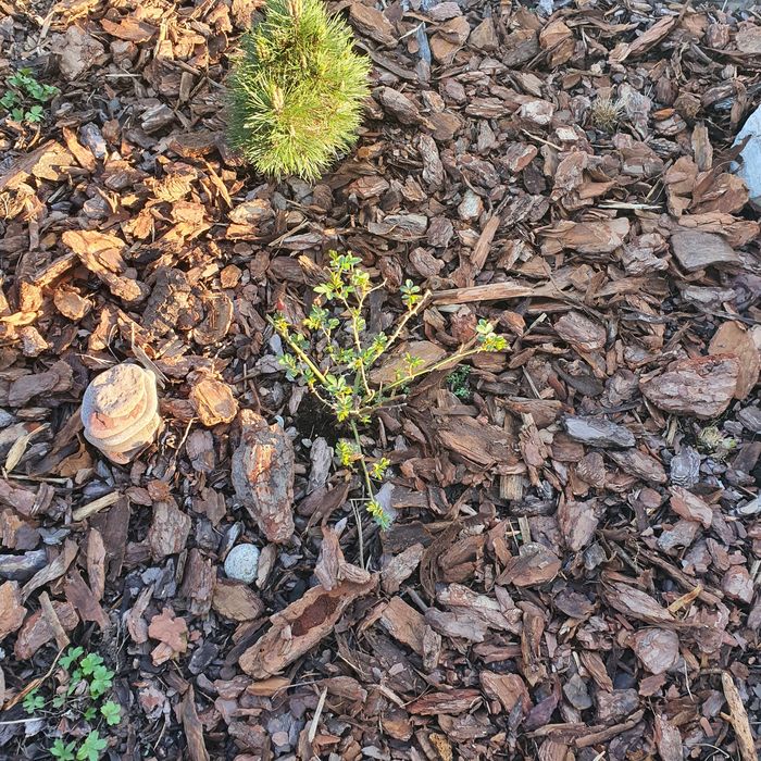 Kora sosnowa workowana 80l