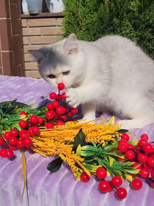 Британське кошеня, дівчинка.
