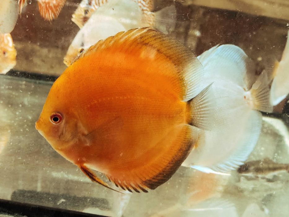 MISIEKZOO Dyskowce - Paletka Brown / Rozmiar 5 cm / Różne odmiany