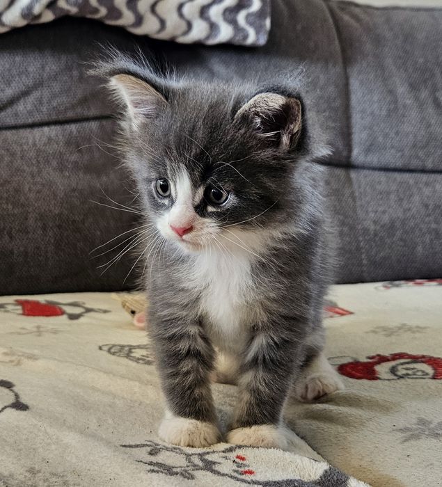 Koteczka maine coon