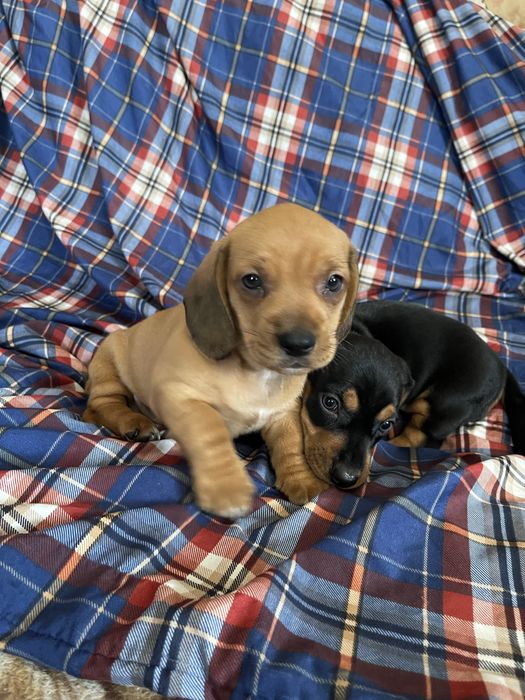 цуценя такси, стандартний, хлопчик