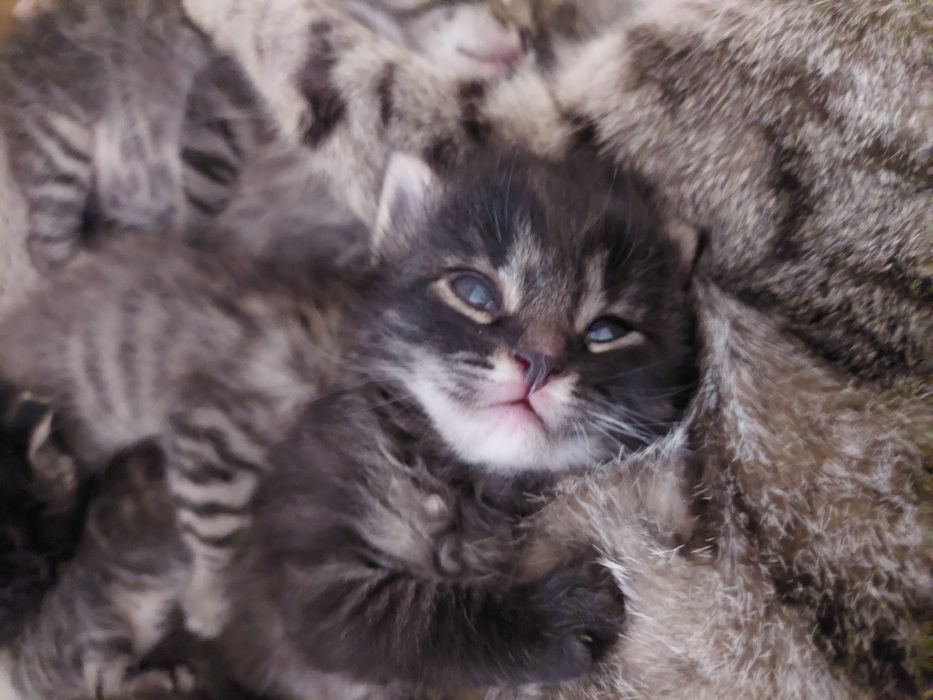 Кошеня шукає родину