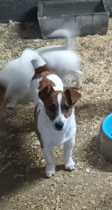 Jack russell terrier