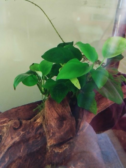 Descida preço Aquário aquatlantis com 1,5 metros