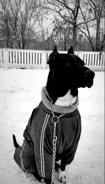 Стафф ищет девочку для вязки