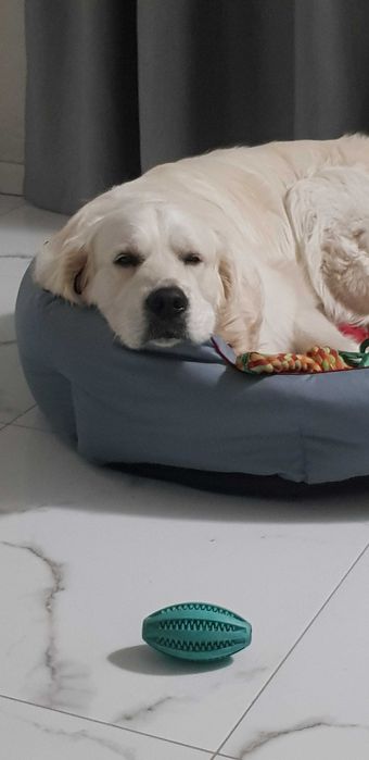 кобель для вязки