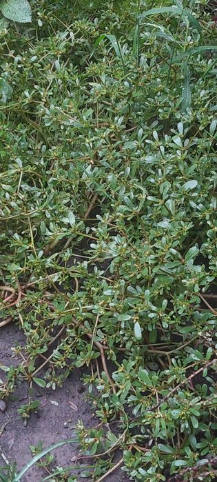 Рослини для альпійської гірки