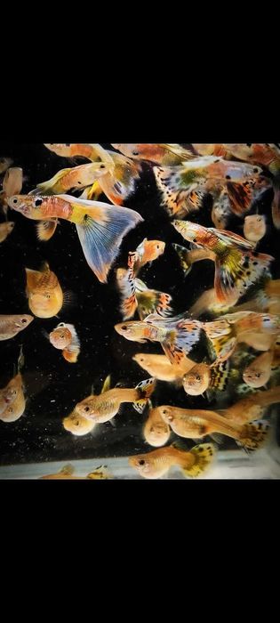 Gupik gupiki mozaika staromodna