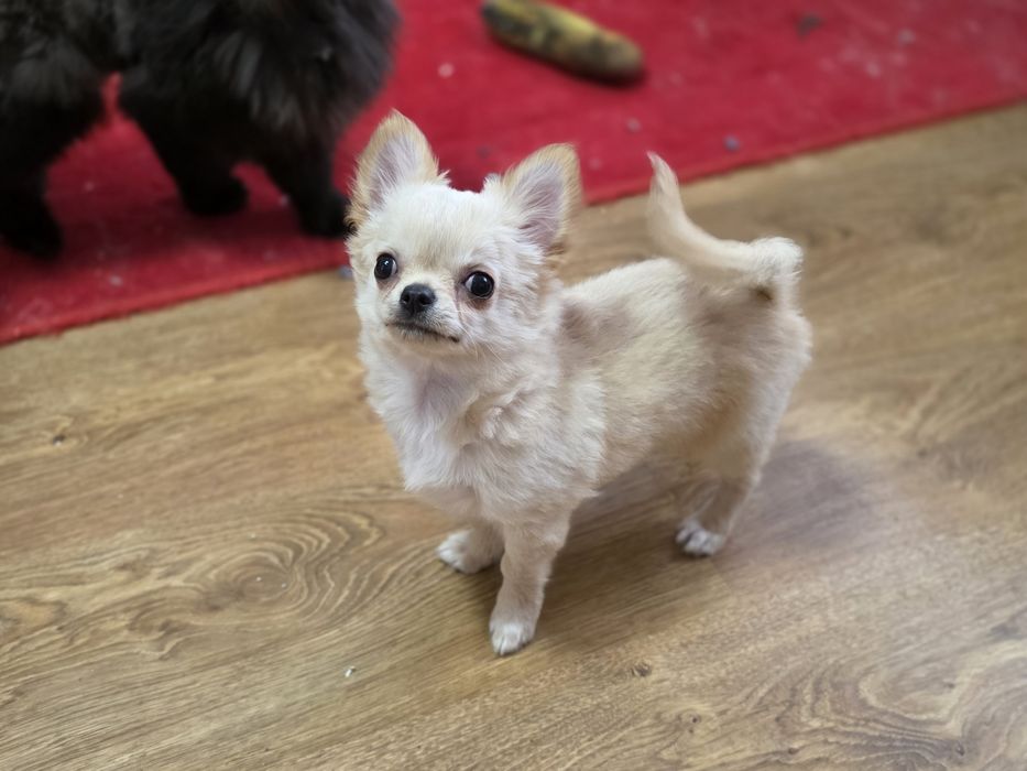 Dziss do odbioru Piesek chihuahua długowłosy