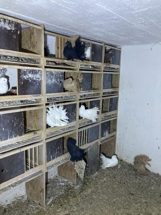 Gołębie pawiki pawie paw pawik likwidacja