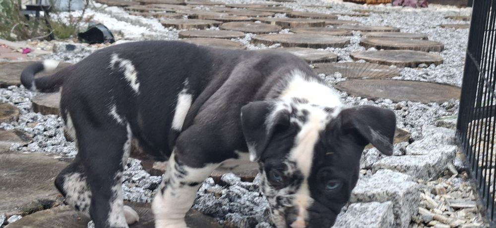 American bully standard szczenię z metryką