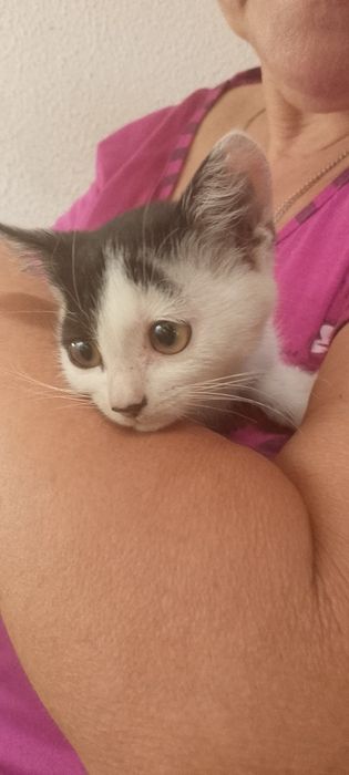 Віддам кошенят в добрі руки