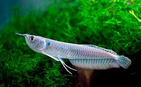 Арована Серебряная Osteoglossum bicirrhosum