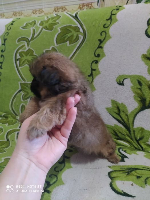 Продам привиті цуценят королівського пекінес