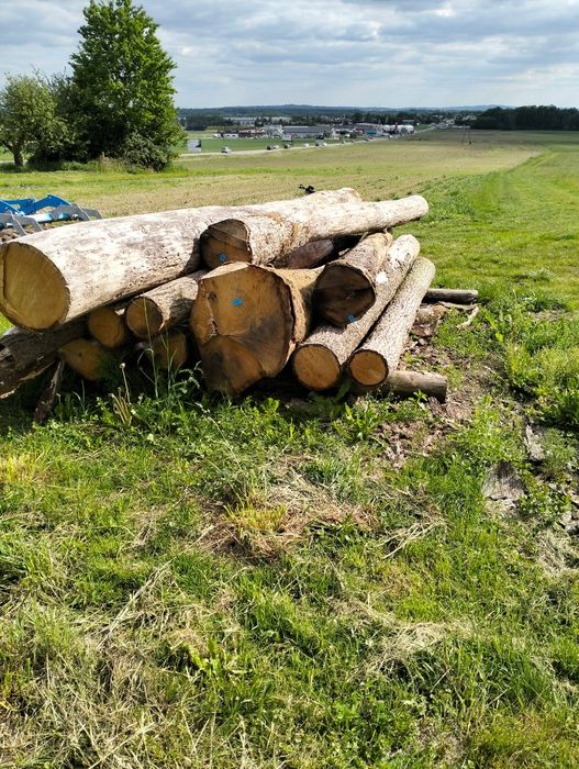 Kłody dębowe 4m dł.