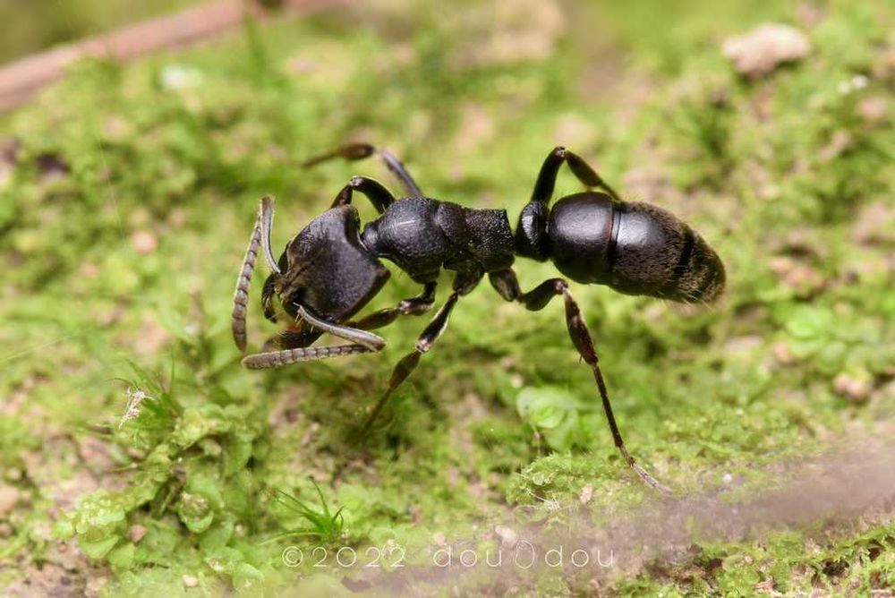 ectomomyrmex annamitus
